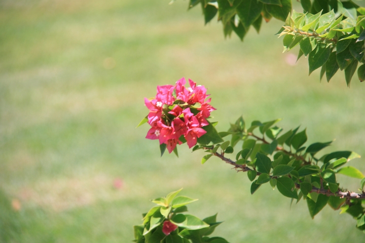 Vakantie Egypte 2010-66.jpg